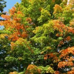 YURA_2591_Back_Yard_Maple