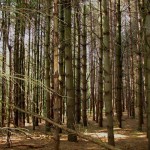 YURA_2595_Pines_On_The_Humber_Trail